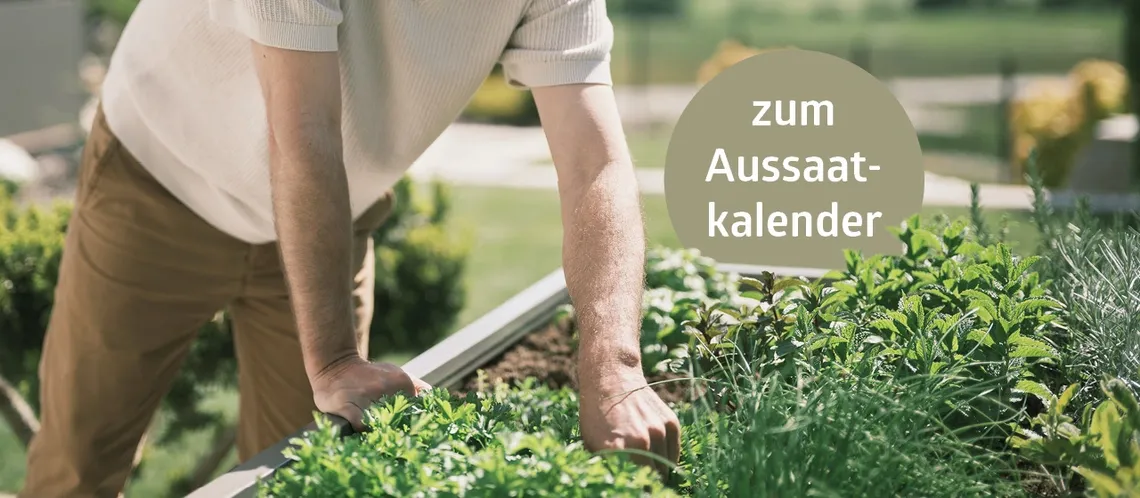 Banner Aussaatakalender